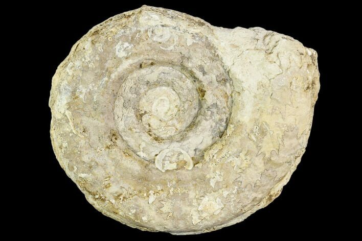 Fossil Ammonite (Hildoceras)- England #110814